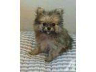 Pomeranian Puppy for sale in Denver, CO, USA