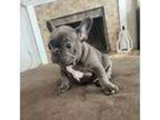 French Bulldog Puppy for sale in Lemoore, CA, USA