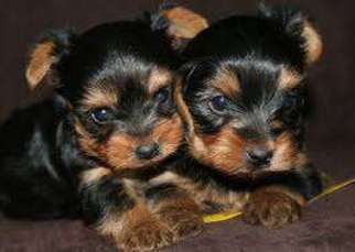 Yorkshire Terrier Puppy for sale in Clinton, TN, USA