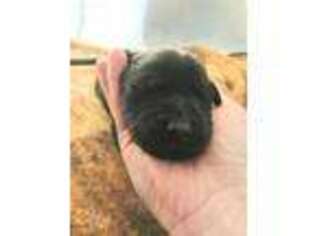 Labrador Retriever Puppy for sale in Troy, TN, USA