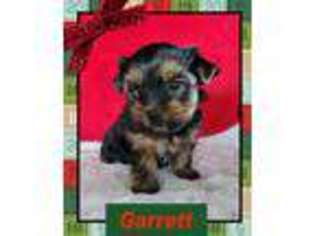 Yorkshire Terrier Puppy for sale in Madill, OK, USA