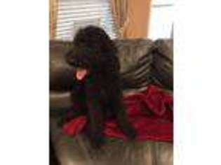Labradoodle Puppy for sale in Florence, TX, USA