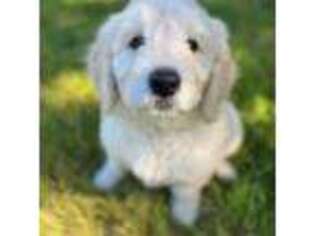 Goldendoodle Puppy for sale in Rockdale, TX, USA