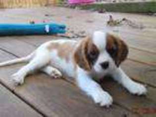 Cavalier King Charles Spaniel Puppy for sale in Stover, MO, USA