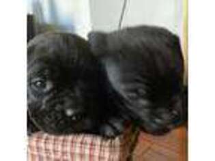 Cane Corso Puppy for sale in Wells Tannery, PA, USA