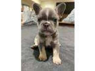 French Bulldog Puppy for sale in Anthony, NM, USA