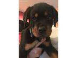 Rottweiler Puppy for sale in Maple Valley, WA, USA