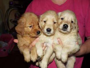 Golden Retriever Puppy for sale in Tomah, WI, USA