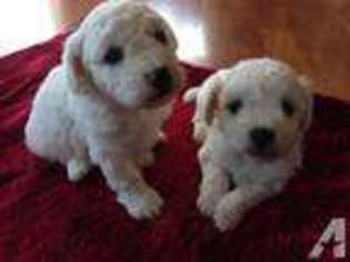 Bichon Frise Puppy for sale in SALEM, OR, USA