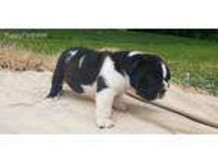 Bulldog Puppy for sale in Beloit, OH, USA