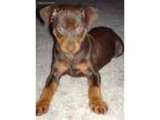 Miniature Pinscher Puppy for sale in Chittenango, NY, USA