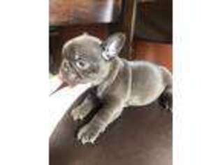 French Bulldog Puppy for sale in East Chicago, IN, USA
