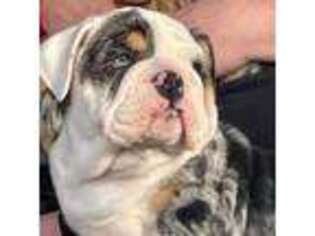 Bulldog Puppy for sale in Granby, MO, USA