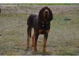 Bloodhound Puppy for sale in Ramah, NM, USA