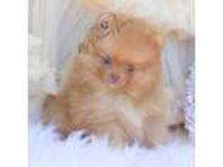 Pomeranian Puppy for sale in Sacramento, CA, USA
