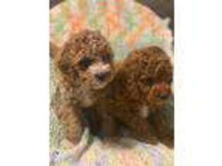 Goldendoodle Puppy for sale in Boonville, NC, USA