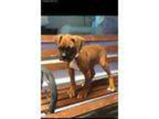 Boxer Puppy for sale in Halifax, VA, USA