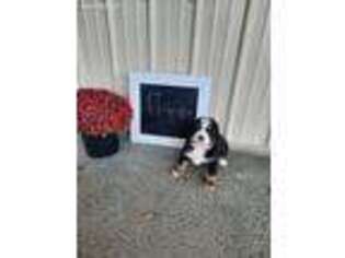 Bernese Mountain Dog Puppy for sale in Humboldt, IL, USA