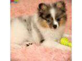 Pomeranian Puppy for sale in Sherman, TX, USA