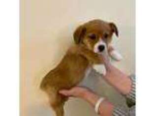 Pembroke Welsh Corgi Puppy for sale in Leesburg, VA, USA