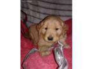 Golden Retriever Puppy for sale in Port Royal, PA, USA
