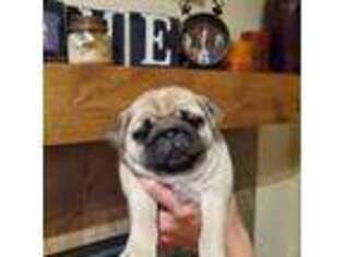 Pug Puppy for sale in Hillsboro, OR, USA