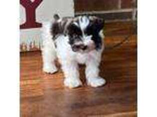 Mutt Puppy for sale in Agra, OK, USA