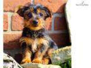 Yorkshire Terrier Puppy for sale in Cambridge, OH, USA