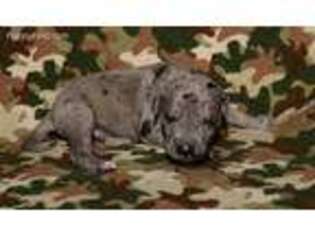 Great Dane Puppy for sale in Phillipsburg, NJ, USA