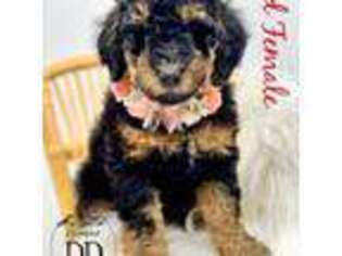 Bernese Mountain Dog Puppy for sale in Draper, UT, USA
