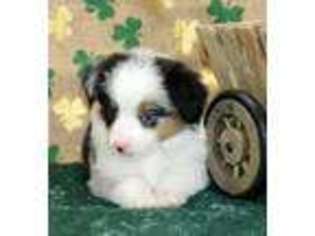 Miniature Australian Shepherd Puppy for sale in Columbus, OH, USA