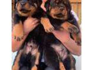 Rottweiler Puppy for sale in Oxnard, CA, USA