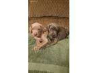 Weimaraner Puppy for sale in Red Oak, TX, USA
