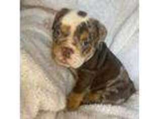 Bulldog Puppy for sale in New Haven, CT, USA