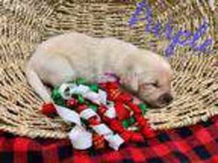 Golden Retriever Puppy for sale in Batesville, AR, USA
