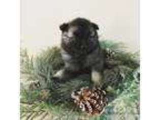 Keeshond Puppy for sale in Van Wert, OH, USA