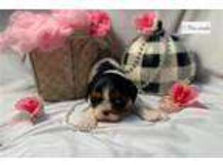 Cavalier King Charles Spaniel Puppy for sale in Fayetteville, AR, USA