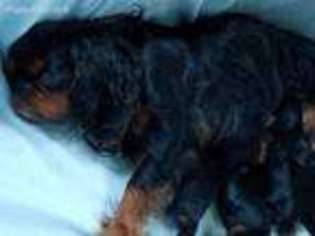 English Toy Spaniel Puppy for sale in Putnam Valley, NY, USA