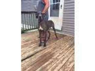 Great Dane Puppy for sale in Newburg, PA, USA
