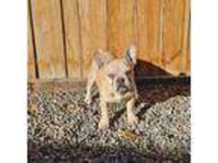 French Bulldog Puppy for sale in Delta, CO, USA