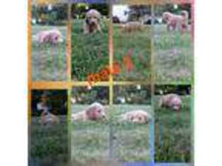 Labradoodle Puppy for sale in Reading, MI, USA