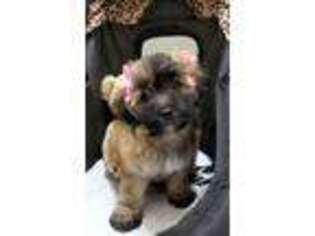Shih-Poo Puppy for sale in Cedarhurst, NY, USA