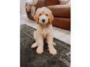 Labradoodle Puppy for sale in Tomball, TX, USA