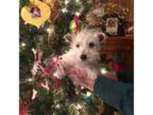West Highland White Terrier Puppy for sale in Tulsa, OK, USA