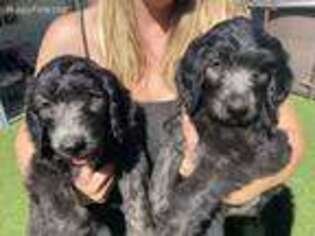 Goldendoodle Puppy for sale in Valley Center, CA, USA