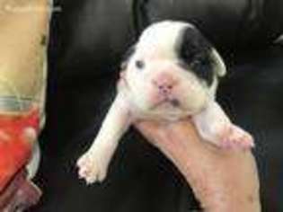 Bulldog Puppy for sale in Delmar, DE, USA