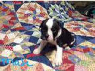 Olde English Bulldogge Puppy for sale in Greensburg, KY, USA