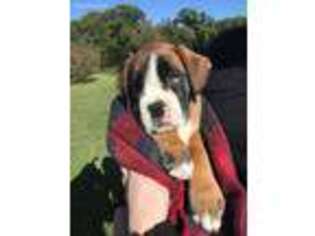 Boxer Puppy for sale in Fair Play, MO, USA