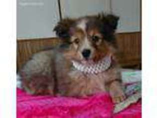 Shetland Sheepdog Puppy for sale in New Haven, IN, USA