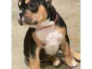 French Bulldog Puppy for sale in Topsfield, MA, USA